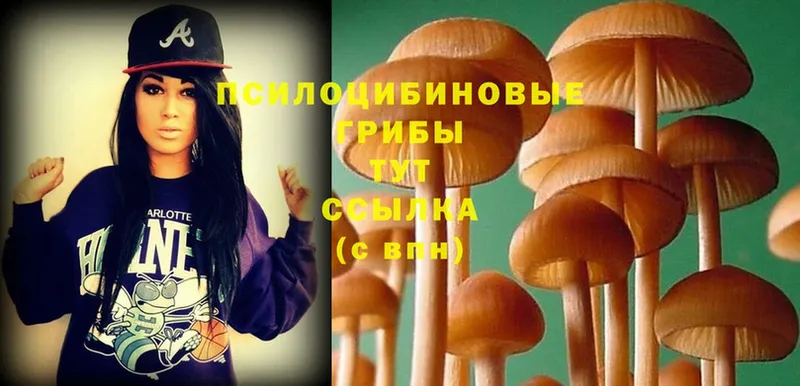 кракен как войти  Карпинск  Псилоцибиновые грибы Psilocybe 