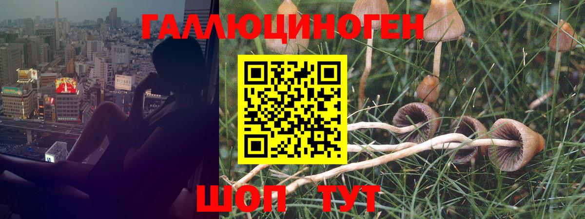 Псилоцибиновые грибы GOLDEN TEACHER  Псилоцибиновые грибы мицелий  Карпинск  Вход с VPN 